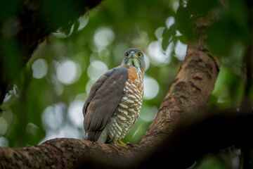 A crested goshawk perched in a tree, looking for the next prey