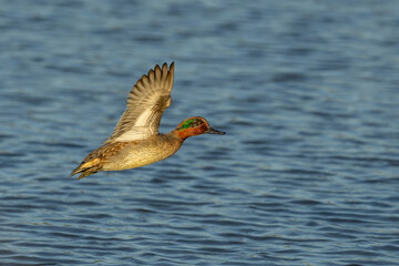 A green-winged Teal duck male in flight above the water
