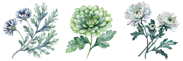 Delicate watercolor chrysanthemum leaves and flowers in soft hues create serene and calming atmosphere, perfect for nature lovers
