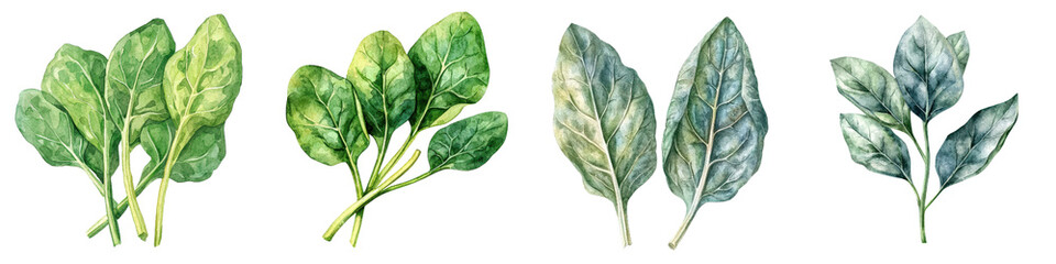 Obraz premium Delicate watercolor spinach leaves with soft edges and vibrant colors create serene and fresh atmosphere
