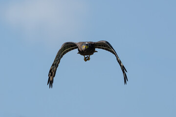 Crested serpent eagle in flight on a blue sky background