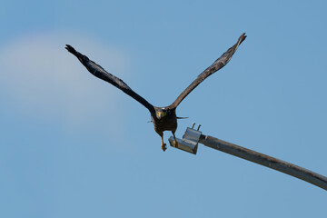 crested serpent eagle taking flight from a light pole in the city