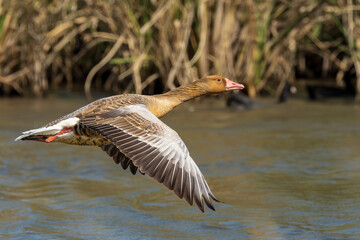 Graylag goose in flight, close-up of the bird
