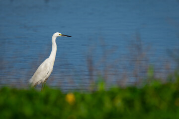 Little egret on the pond with a green foreground and blue background of the water