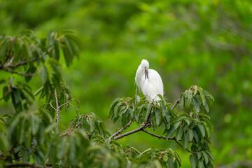 Little egret sitting on a perch preening, with a green background