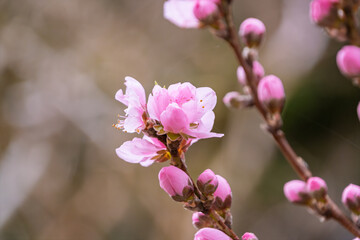 Obraz premium 咲き始めたばかりのピンクの蕾と花を持つ桃の枝のクローズアップ