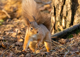 Close up of a red squirrel in the woodland