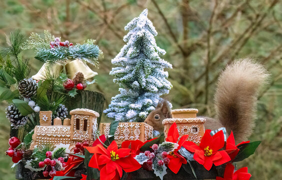 Red squirrel in a Christmas scene with a gingerbread train and decorations
