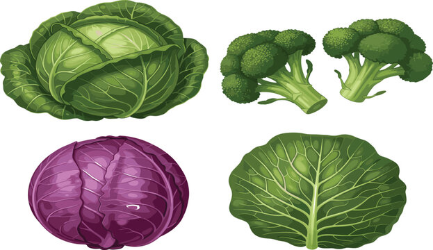 Fresh cabbage and broccoli vegetables illustration set featuring green and purple cabbage leaves isolated on white background
