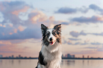 A close-up portrait of a Border Collie against a pink sky. A portrait of a blue merle Border Collie against a pink sunset.