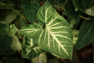 Green Leaves and branches in waving and moving in natural breeze