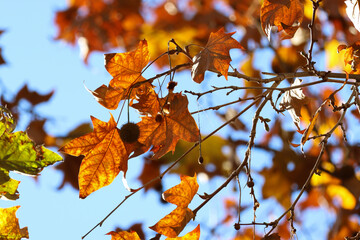 autumn leaves against blue sky