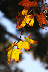 Fototapeta premium autumn leaves on the tree