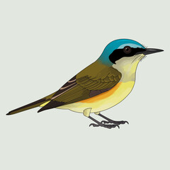 A vibrant bird featuring a striking blue cap and colorful plumage, showcasing its unique characteristics in a naturalistic pose against a light background.