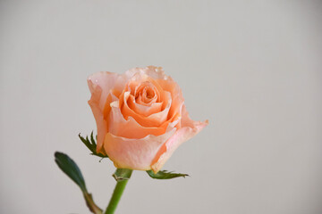 オレンジ色のバラ