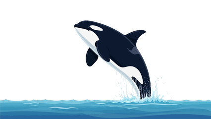 Dynamic Orca Whale Jumping Out of Ocean Water Illustration Isolated on White Background © Syam Artwork