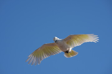 Parrots and macaws are kept as pets until people trust them enough not to fly away, then they are released to fly freely in the air. © nopwaratch