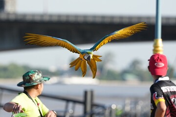 Parrots and macaws are kept as pets until people trust them enough not to fly away, then they are released to fly freely in the air. © nopwaratch