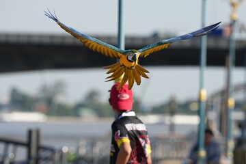 Parrots and macaws are kept as pets until people trust them enough not to fly away, then they are released to fly freely in the air. © nopwaratch