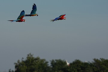 Parrots and macaws are kept as pets until people trust them enough not to fly away, then they are released to fly freely in the air. © nopwaratch