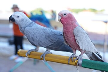 Parrots and macaws are kept as pets until people trust them enough not to fly away, then they are released to fly freely in the air. © nopwaratch