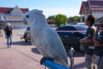 Parrots and macaws are kept as pets until people trust them enough not to fly away, then they are released to fly freely in the air. © nopwaratch