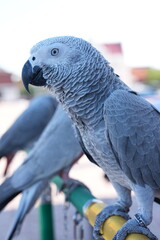 Parrots and macaws are kept as pets until people trust them enough not to fly away, then they are...