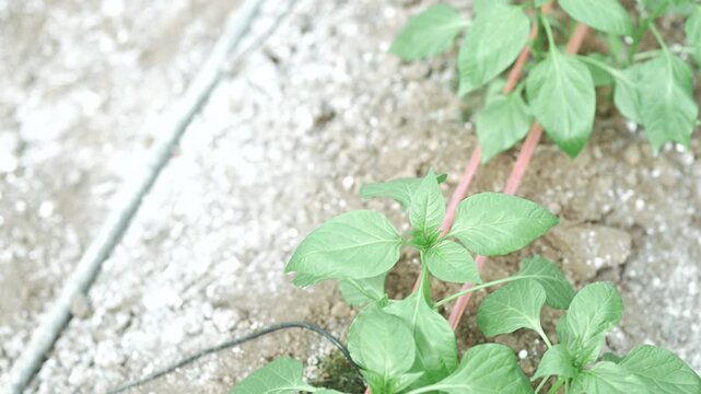 Farmer removing insect pests by hand from leafy crop, close-up of sustainable agriculture and careful plant inspection.