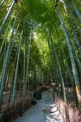 [神奈川県]鎌倉・報国寺の竹林