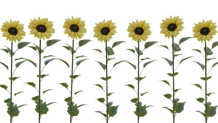 Row of Yellow Sunflowers with Green Stems and Leaves Isolated on White Background