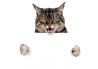  Angry tabby cat holding blank white sign with open mouth and bared teeth isolated on a transparent background