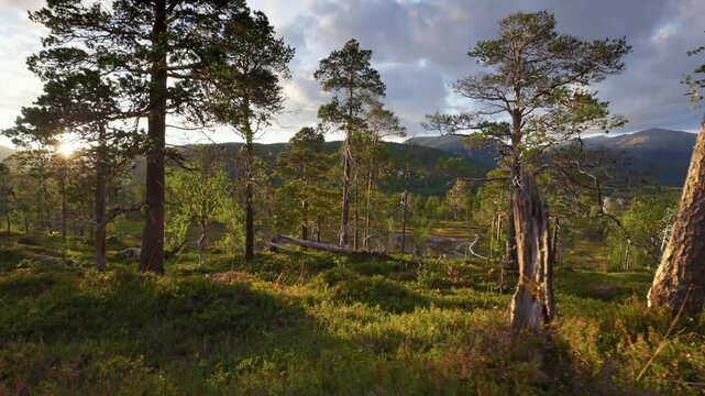 Nature of Senja Island, Norway. Epic sunset in Anderdalen National Park. Landscape with northern nature - trees, lakes ans mountains. High quality gimbal shot