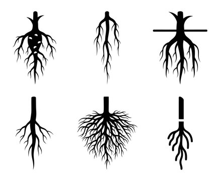 Root System Types Fibrous Roots Taproot Adventitious Roots Aerial Roots