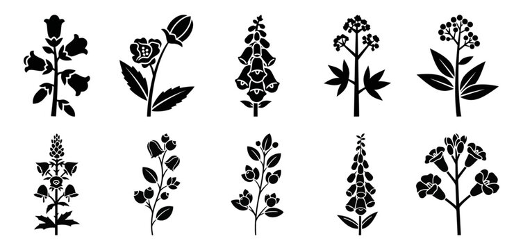 Toxic Garden Plants Wolfsbane Belladonna Foxglove Hemlock Oleander Castor Bean