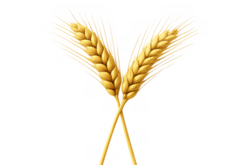 Golden wheat ears crossing illustration depicting agriculture, harvest, food production, and natural grain