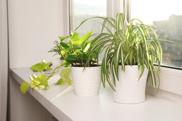 Beautiful potted houseplants on window sill indoors