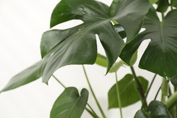 Beautiful monstera growing on white background, closeup © New Africa