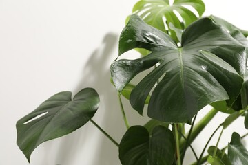 Beautiful monstera growing near white wall indoors, closeup © New Africa