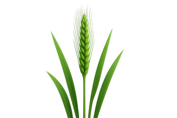 Obraz premium Green wheat ear growing with leaves, agricultural cereal plant, raw grain sprout on transparent background