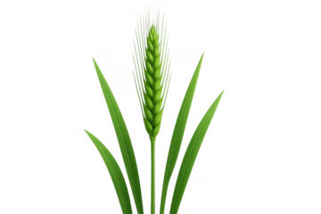 Green wheat ear growing with leaves, agricultural cereal plant, raw grain sprout on transparent background