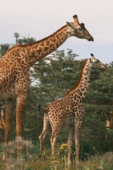 Giraffe, mother's love always with us In this picture giraffe her son, daughter