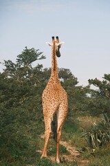 A giraffe gracefully walking in a lush green savannah landscape under a clear sky, showcasing the beauty of wildlife in its natural habitat.
