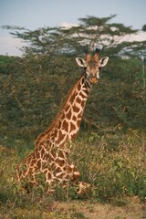 A giraffe gracefully walking in a lush green savannah landscape under a clear sky, showcasing the beauty of wildlife in its natural habitat.