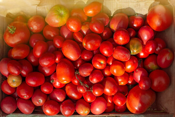 Picking ripe tomatoes red in box. Freshly picked red tomatoes in a basket on wooden box. Box full of tomatoes