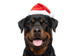 Happy Rottweiler dog wearing Santa hat, isolated on transparent background, Christmas pet portrait