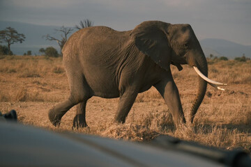 Elephant bull hanging around and searching for food and water in the Kruger National Park 