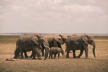 Elephant bull hanging around and searching for food and water in the Kruger National Park 