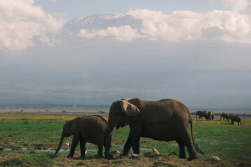 Elephant bull hanging around and searching for food and water in the Kruger National Park 
