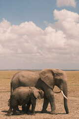 Elephant bull hanging around and searching for food and water in the Kruger National Park 