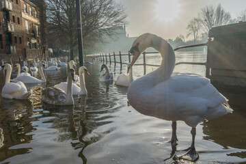 Swans on a flooded river
